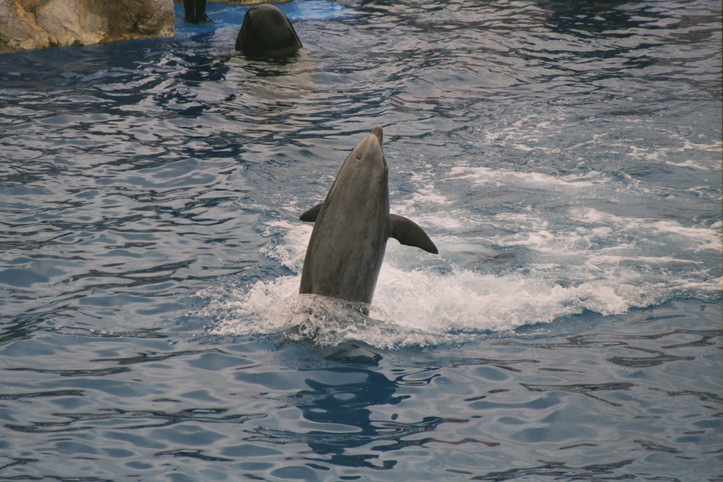 20010527_Whale_and_Dolphin_Show_Dolphin_Sea_World_San_Diego_026_24_1024
