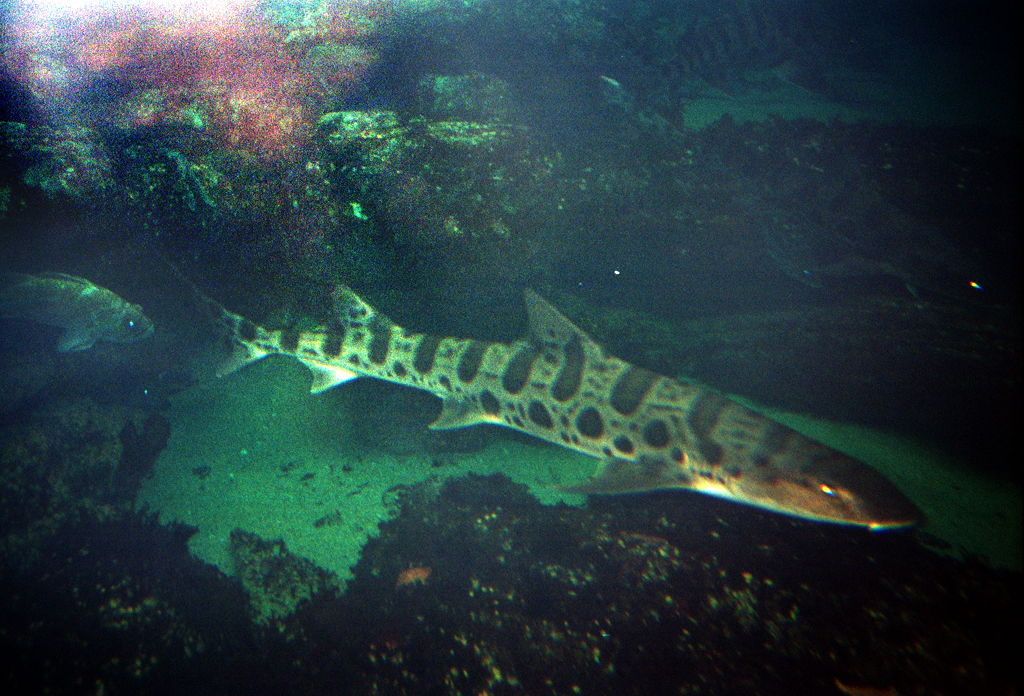 20010605_Leopard_Shark_Monterey_Bay_Aquarium_018_15A