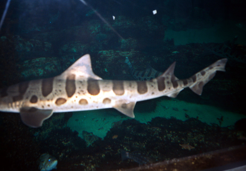 20010605_Leopard_Shark_Monterey_Bay_Aquarium_019_16A