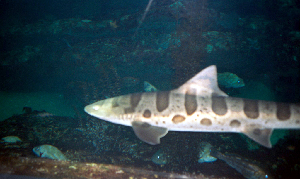 20010605_Leopard_Shark_Monterey_Bay_Aquarium_021_18A