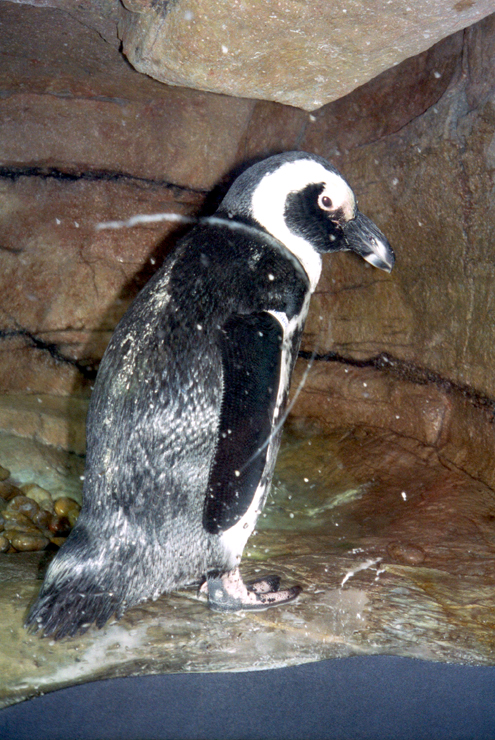 20010605_Penguin_Monterey_Bay_Aquarium_029_26A