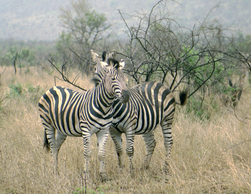 Kruger Game Reserve