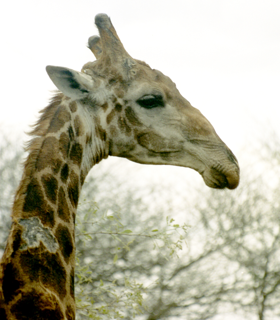 Kruger Game Reserve